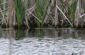 Red-necked Phalarope Front