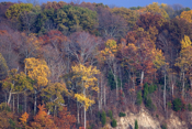Fall Evening Light