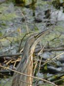 American Bittern Head View