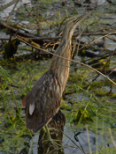 American Bittern Full View