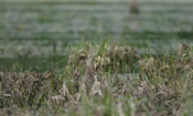 American Bittern Right