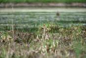 American Bittern Center