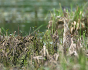 American Bittern Closeup