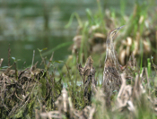 American Bittern Spring Valley