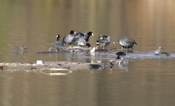 American Coot Stare