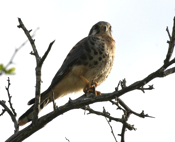 Closeup American Kestrel