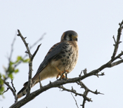 Regal American Kestrel