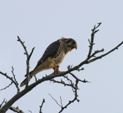 American Kestrel
