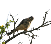 The Stare- American Kestrel