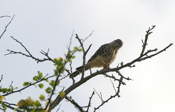 Inquisitive American Kestrel