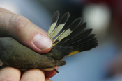 American Redstart Tail