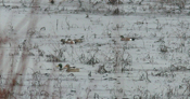 American Wigeons