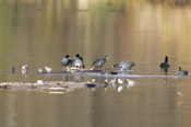 American Coot Flock