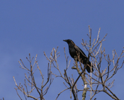 American Crow