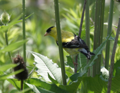 American Goldfinch