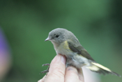 Front American Redstart