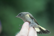 Profile American Redstart