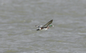 In-flight American Wigeon