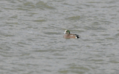 Male American Wigeon