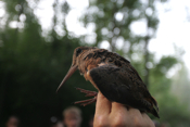 American Woodcock Pre-release