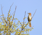 Brown Thrasher "Tree Top"