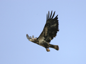Soaring Bald Eagle