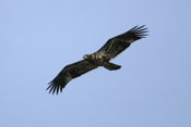 Primaries of a Bald Eagle