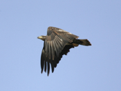 Bald Eagle Flapping Wings