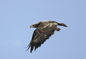 Bald Eagle Talons