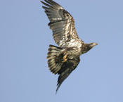 Another Soaring Bald Eagle