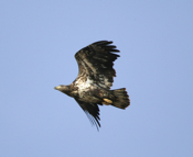 Soaring Bald Eagle