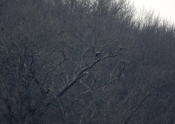 Bald Eagle Tree