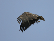 Bald Eagle Umbrella