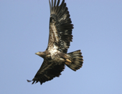 Ventral View of a Bald Eagle