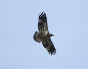 Bald Eagle Wing Tips