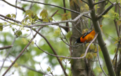 Male Baltimore Oriole