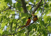 Baltimore Oriole Courtship