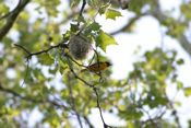 Baltimore Oriole nest