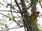 Baltimore Oriole Male Side View