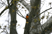 Baltimore Oriole Singing
