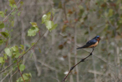 Barn Swallow Call