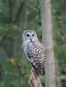 Barred Owl Face On