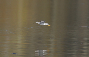 Beautiful Greater Yellowlegs Flight