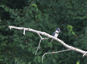 Male Belted Kingfisher