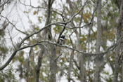 Solo Male Belted Kingfisher