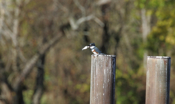Belted Fingfisher Eye to Eye