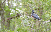 Female Belted Kingfisher