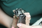 Wings Black and White Warbler