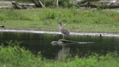 Juv Black-Crowned Night Heron