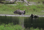 Black-Crowned Night Heron Landing